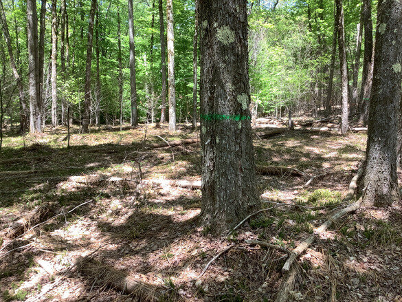 Before photo of a property in Delaware County showing a forest with few young trees and an understory with little diversity.